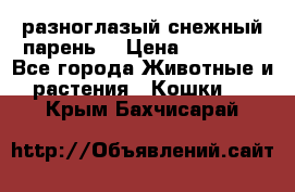 разноглазый снежный парень. › Цена ­ 10 000 - Все города Животные и растения » Кошки   . Крым,Бахчисарай